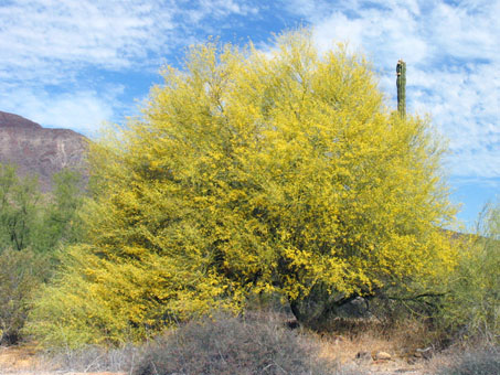 Little-leaf Palo Verde in bloom