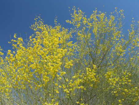 Little-leaf Palo Verde in flower
