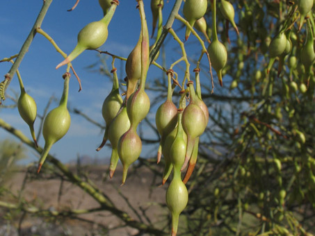 Little-leaf Palo Verde fruit