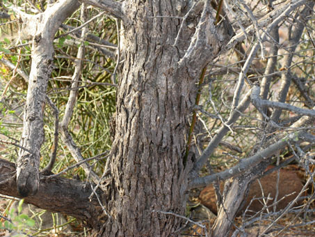 Desert Ironwood bark