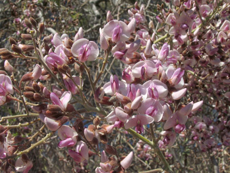 Desert Ironwood flowers