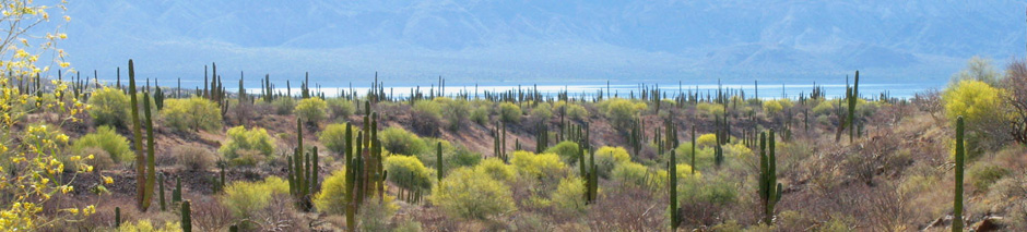 Bajada near Bahia Concepcion alight with Palo Verde in bloom