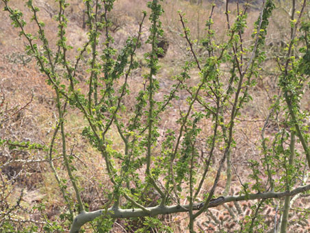 Palo Brea branches