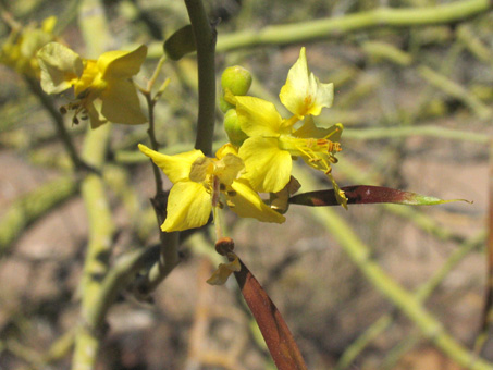 Palo Brea flowers and young fruit