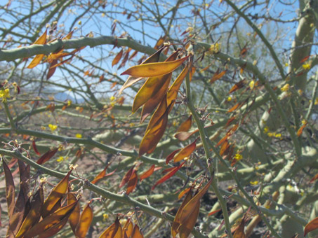 Palo Brea fruit