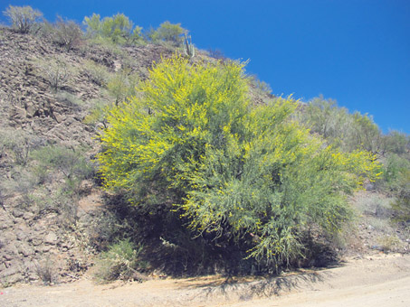 Hybrid Palo Verde