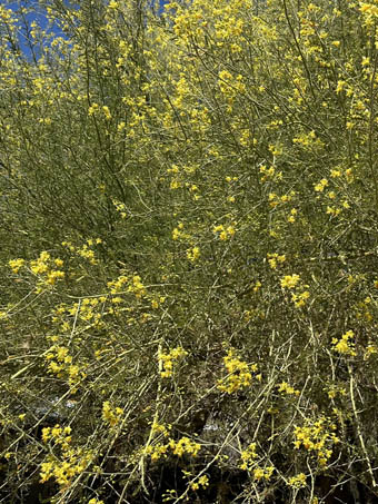 Hybrid Palo Verde leaves