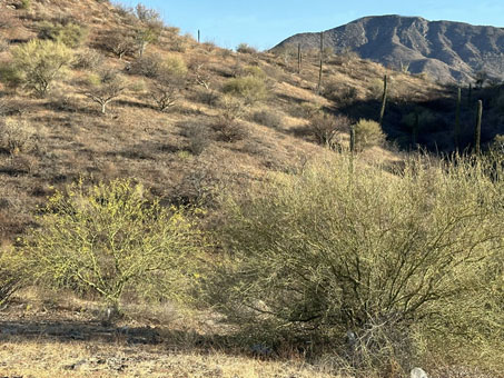 Hybrid Palo Verde