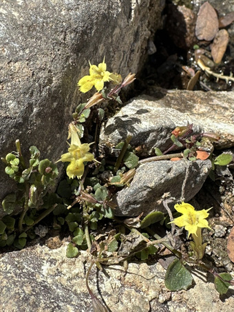 Erythranthe dentiloba plants along creek