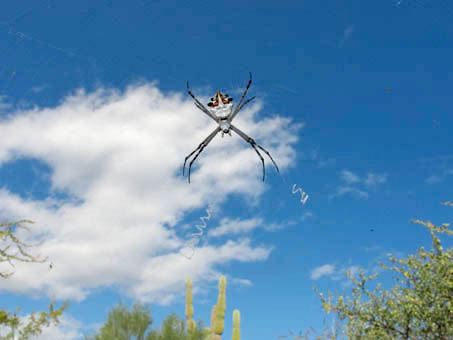 Space invaders! Argiope argentata spider