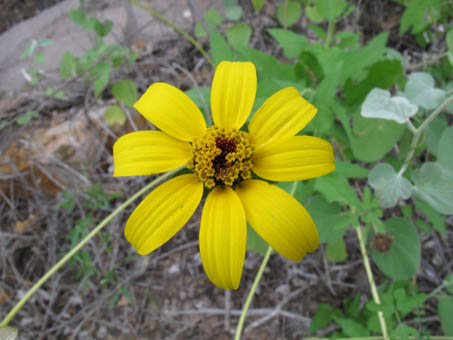 Flower of Heliopsis parviflora var. rubra