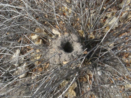 Wolf Spider nest