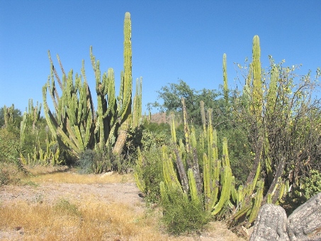 Columnar cacti