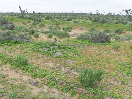 new sprouts in dunes