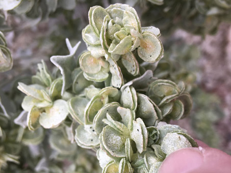female flowers Atriplex hymenelytra