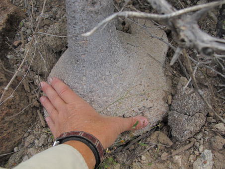woody tuber of coyote melon