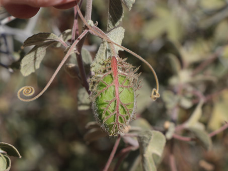 leaves of Passion Flower with dense hairs