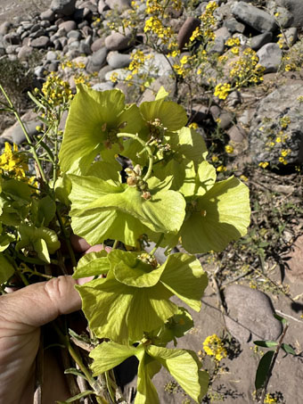 Butterfly vine with winged fruit