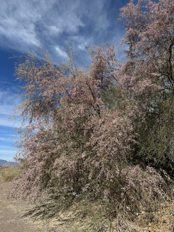 Desert Ironwood tree in bloom