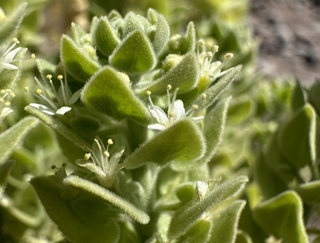 Flowers of Petalonyx linearis