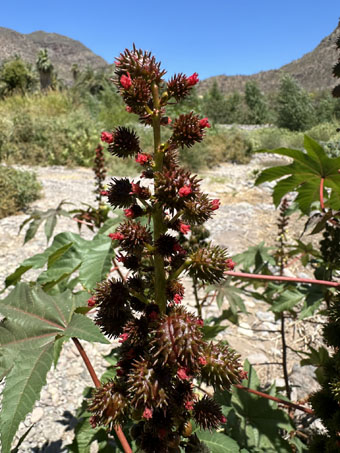 Castorbean plant with flowers