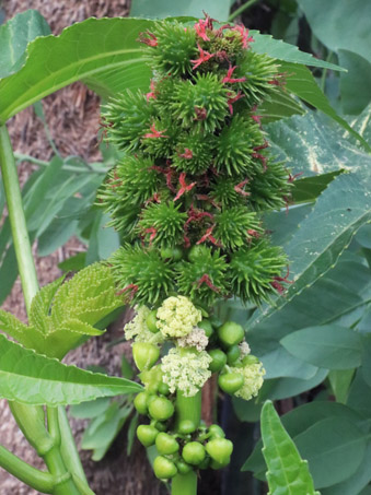 Castorbean plant with  young and dry fruit