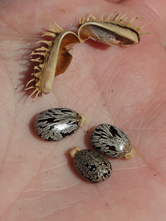 Castorbean plant with  young and dry fruit