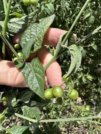 Solanum douglassi with developing berries