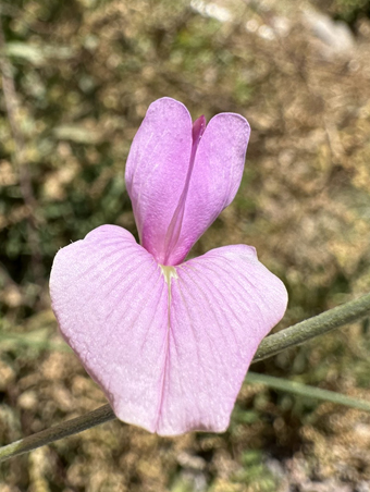Tephrosia palmeri flower