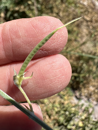 Tephrosia palmeri fruit
