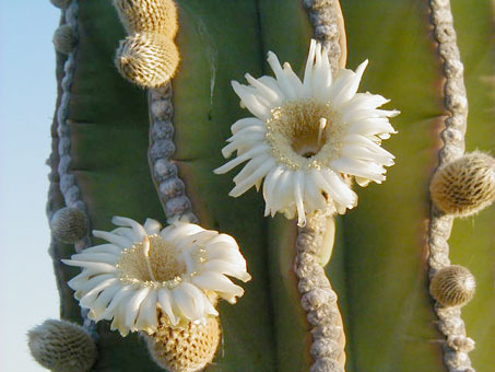 Cardón flowers