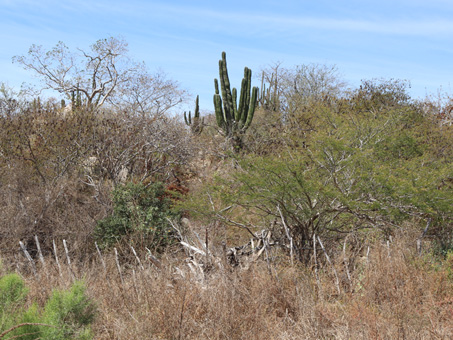Cape lowland scrub