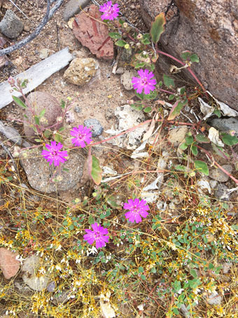 Allionia incarnata