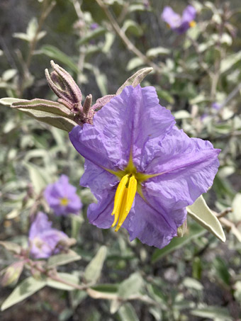 flor de mariola