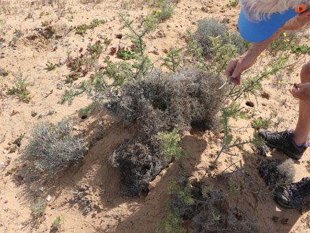 Lycium californica with fog lichen encrustation