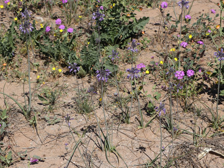Triteliopsis palmeri plants