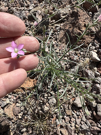 Bryantiella plant