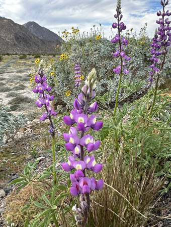 Arizona Lupine