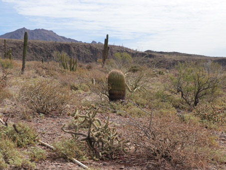 Giganta or Straight-Spine Barrel Cactus
