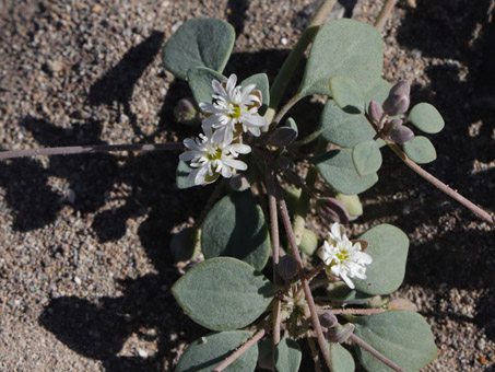 Flowers of Coast Drymary