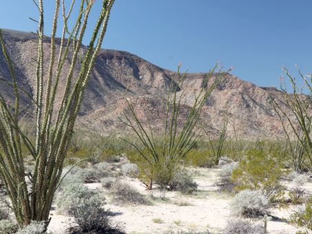 Desert scrub in Arroyo las Arrastras in January 2020