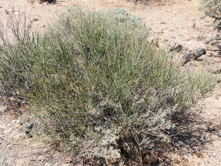 sticklike stems of Mormon tea