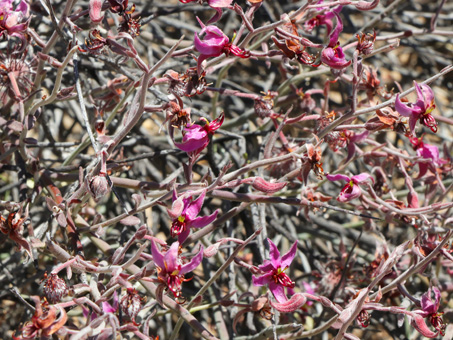 Bright pink flowers of White Ratany
