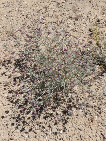 wispy, open growth habit of Dye bush