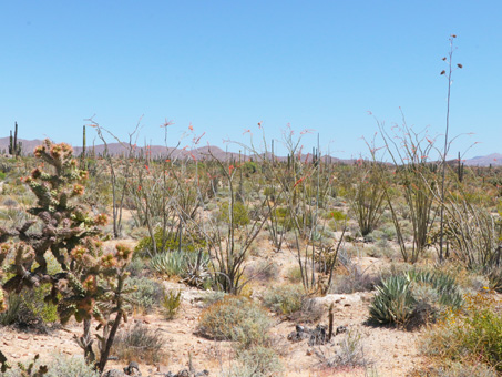 plants of the Central Desert scrub