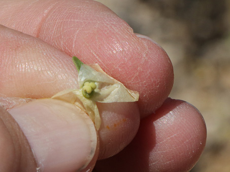 the tiny ovary of a Bladder sage flower