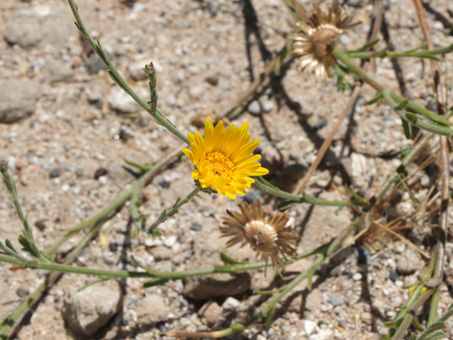 Yellow flower of Tansy-aster