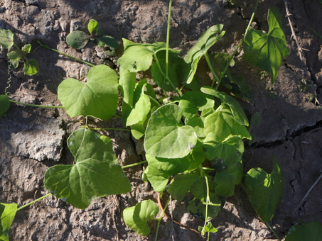 Young Desert Starvine plant