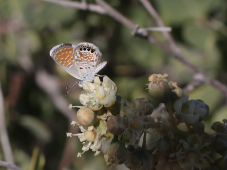 Western Pygmy Blue Butterfly on flower