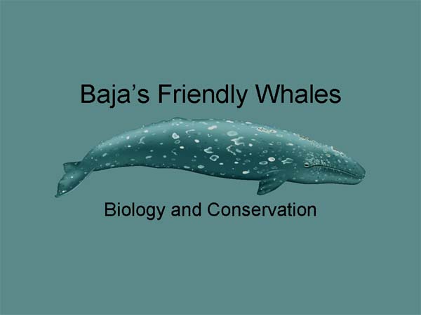Friendly Whales